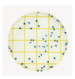 3M Petrifilm Selective e coli